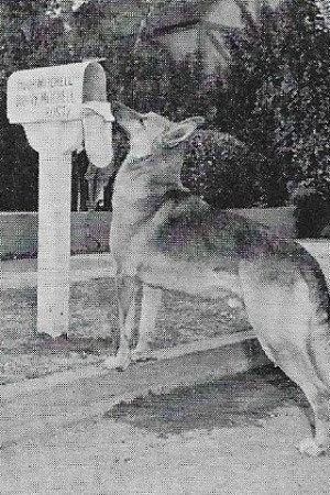 Flame the dog in The Young and the Brave