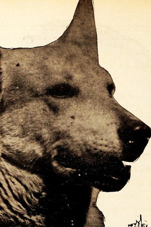 Lightning the German Shepherd in White Fang