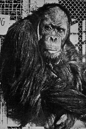 Joe Martin in King of the Circus