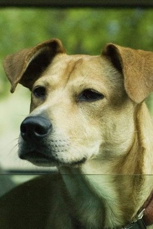 Lucy the Dog in Wendy and Lucy