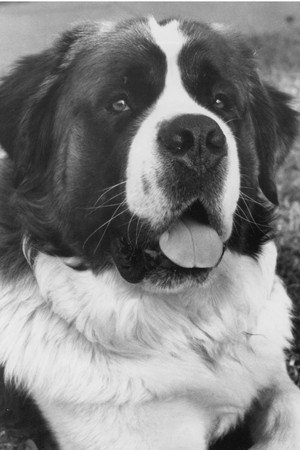Chris the Dog in Beethoven