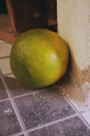 Laranja in Laranja Orgânica
