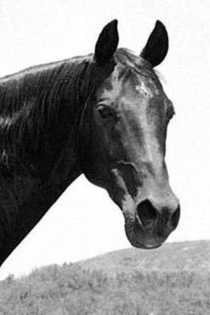 Highland Dale in The Outlaw Stallion