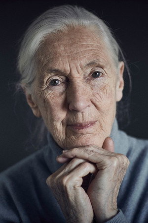 Jane Goodall in Jane Goodall's Wild Chimpanzees