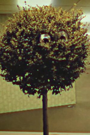 Bosso Magnol in InfiniMart©®™