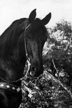 Black Jack in The Bold Frontiersman