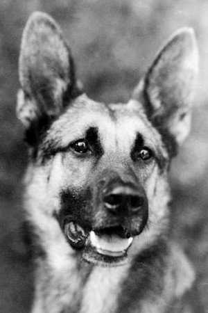 Strongheart in White Fang