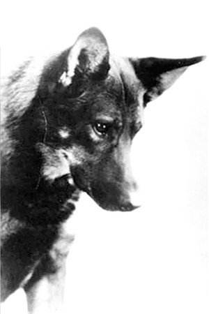 Rin-Tin-Tin in The Lighthouse by the Sea