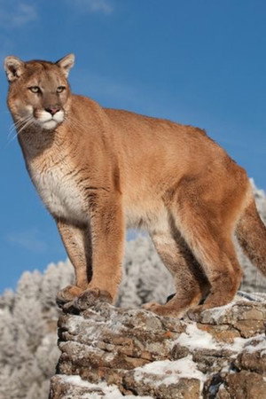 Charlie in Charlie, the Lonesome Cougar