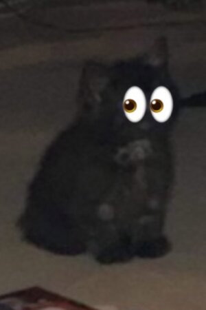 Sooty in Friend in the Woods