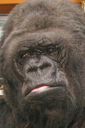 Koko in Koko: A Talking Gorilla