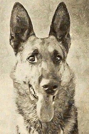 Thunder the Dog in His Master's Voice