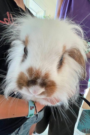 Bernard (lapin) in Commedab