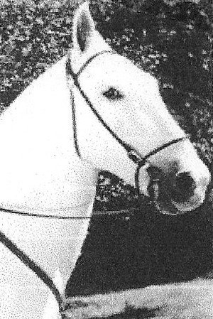 Silver King the Horse in The Lone Rider