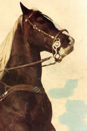 Koko in Utah Wagon Train