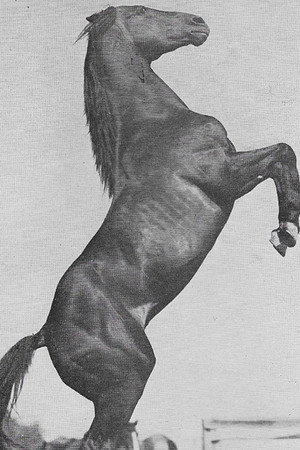 Rex in The King of the Wild Horses