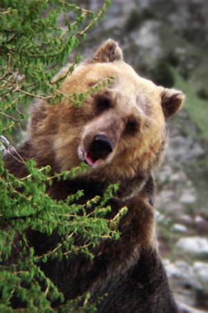 Bozo the Bear in The Bear