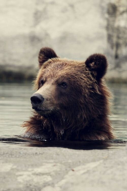Seul au milieu des ours (2010) movie poster