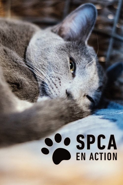 SPCA en action (2018) TV show poster