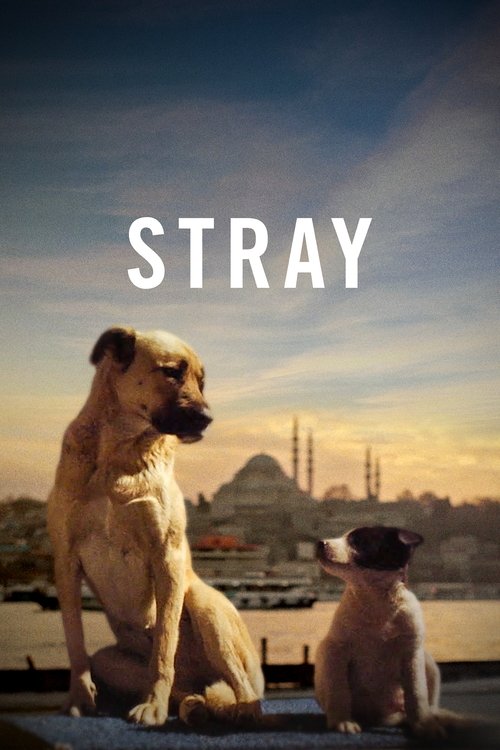 Stray (2021) movie poster