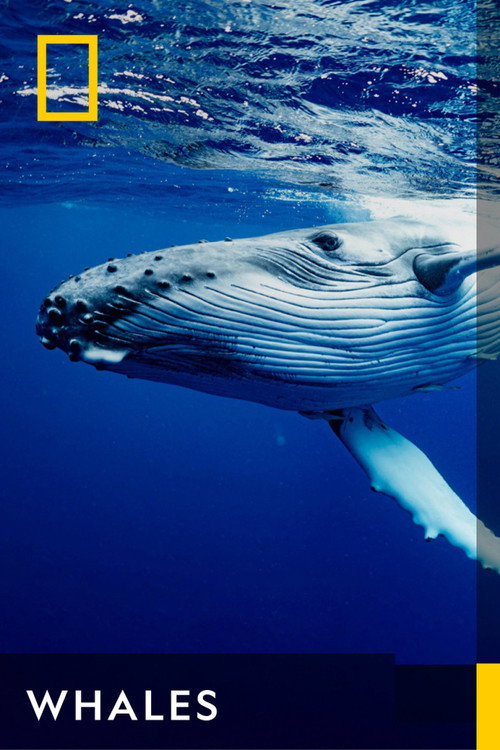 Whales (2024) TV show poster