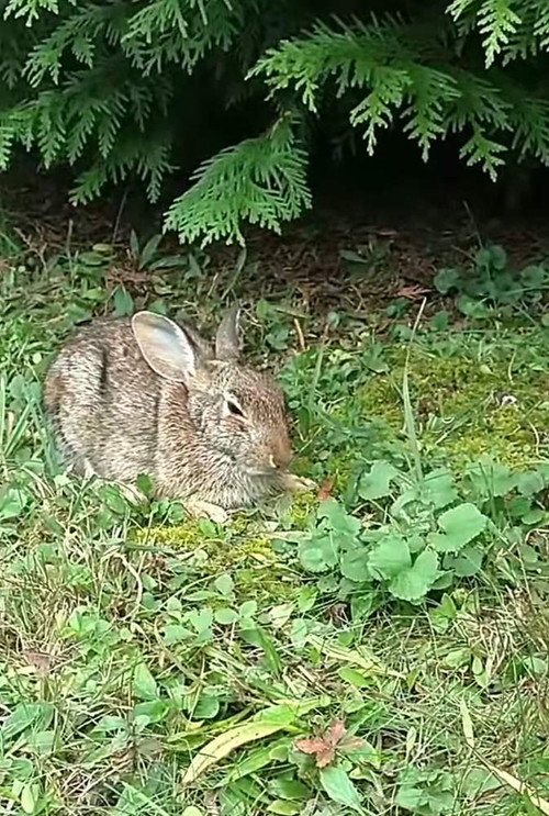 Comforting A Dying Rabbit (2016) movie poster