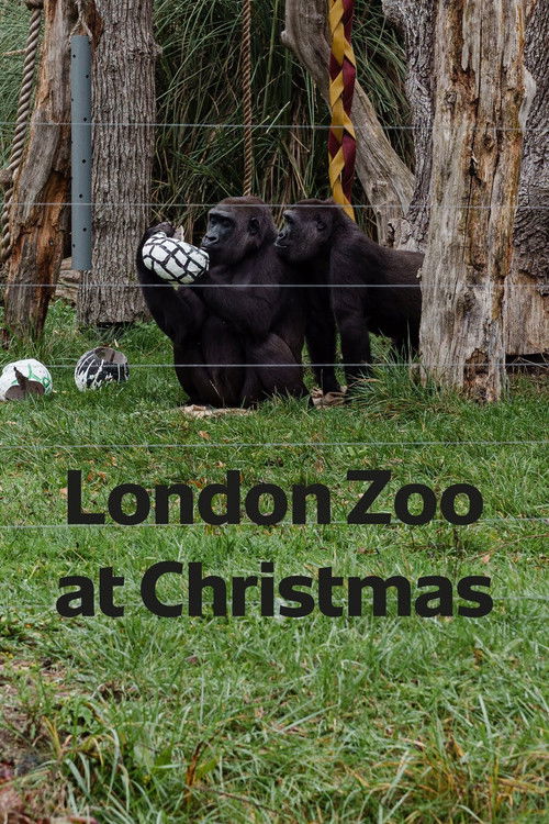London Zoo at Christmas (2022) movie poster