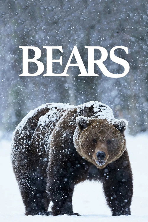Bears (2004) movie poster