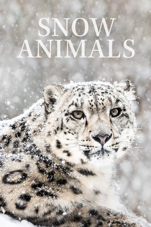 Snow Animals (2019) movie poster