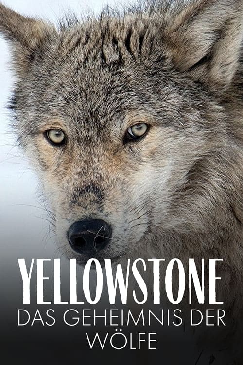 Yellowstone: The Mystery of the Wolves (2018) movie poster