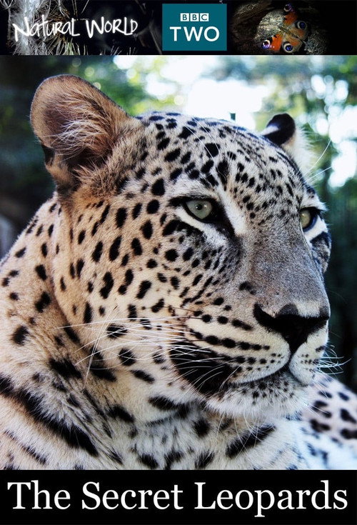 BBC Natural World 2010 The Secret Leopards (2010) movie poster