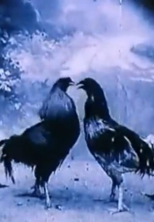 Criminal Animals (1994) movie poster