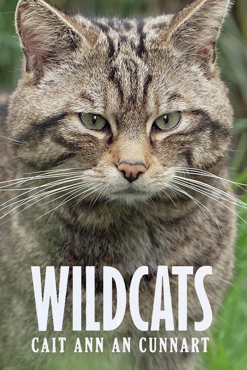 Wildcats: Cait ann an Cunnart (2025) TV show poster