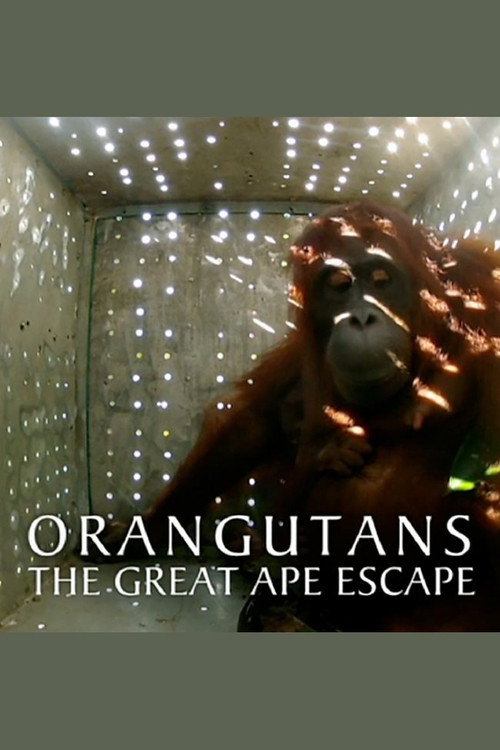 Orangutans: The Great Ape Escape (2013) movie poster