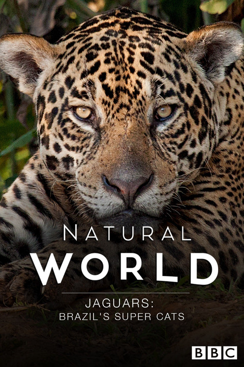 Jaguars: Brazil's Super Cats (2016) movie poster