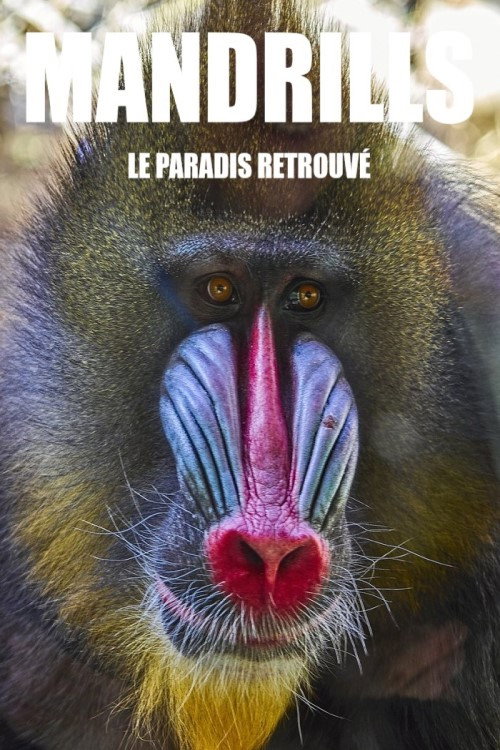 Mandrills : le paradis retrouvé (2014) movie poster