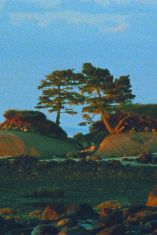 Two Trees (2024) movie poster