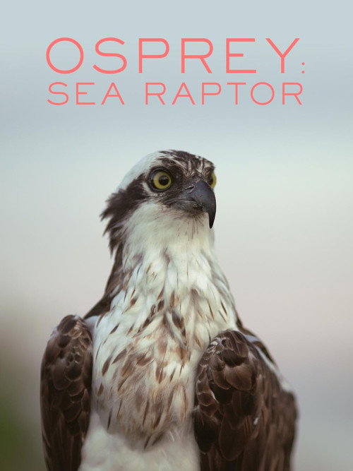 Osprey: Sea Raptor (2021) movie poster
