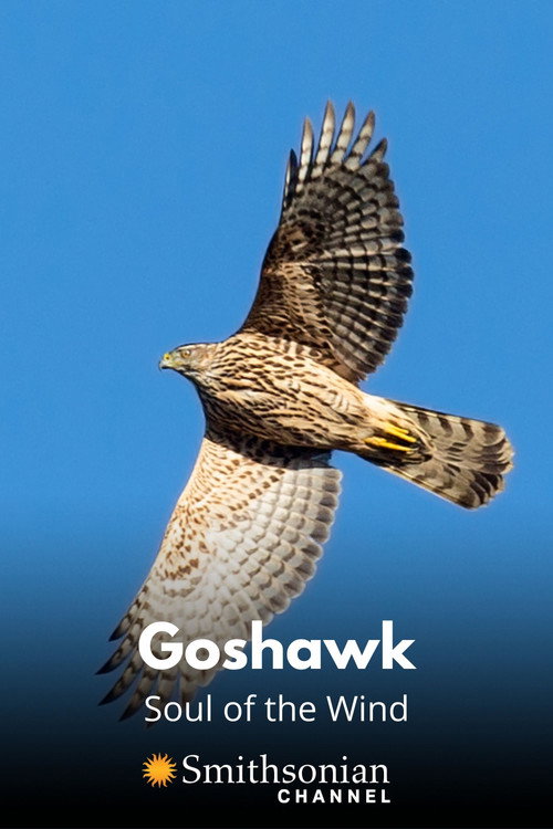 Goshawk - Soul of the Wind (2015) movie poster