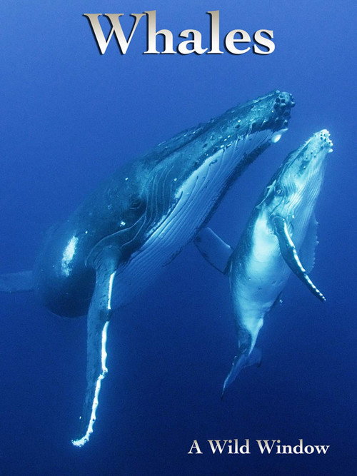 Wild Window: Whales (2015) movie poster