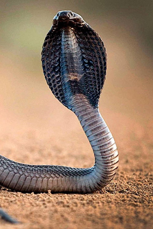 One Million Snake Bites (2011) movie poster
