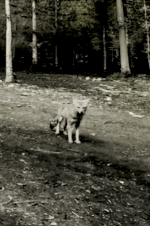 Last shot of the Argentine Grey Fox (2024) movie poster