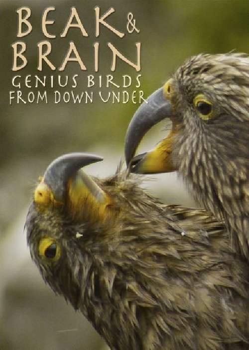 Beak & Brain - Genius Birds from Down Under (2013) movie poster