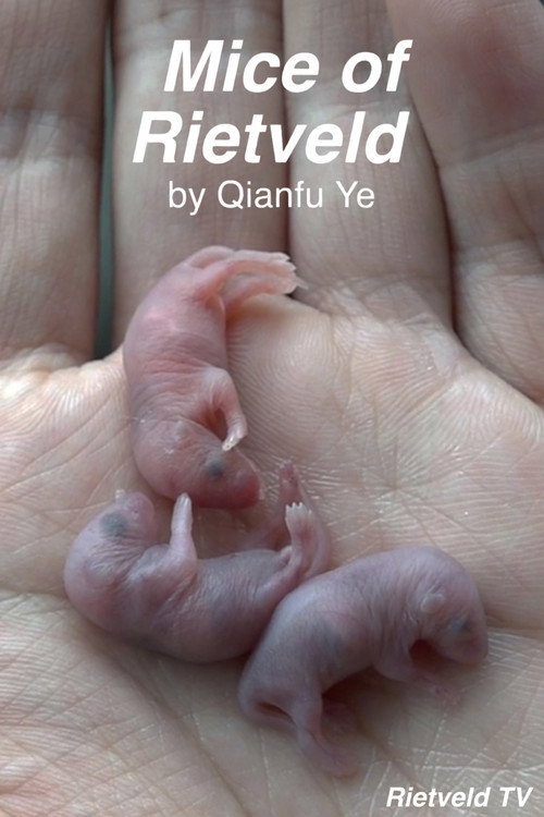 Mice of Rietveld (2019) movie poster