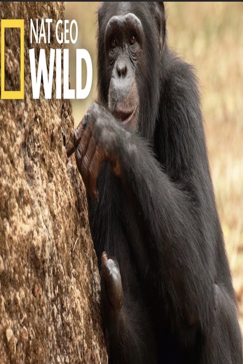 Chimp School (2017) movie poster