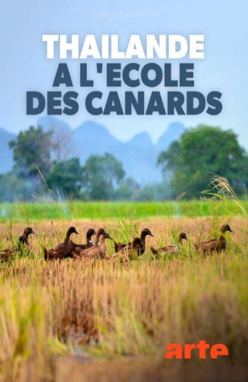 Thaïlande, à l'école des canards (2020) movie poster