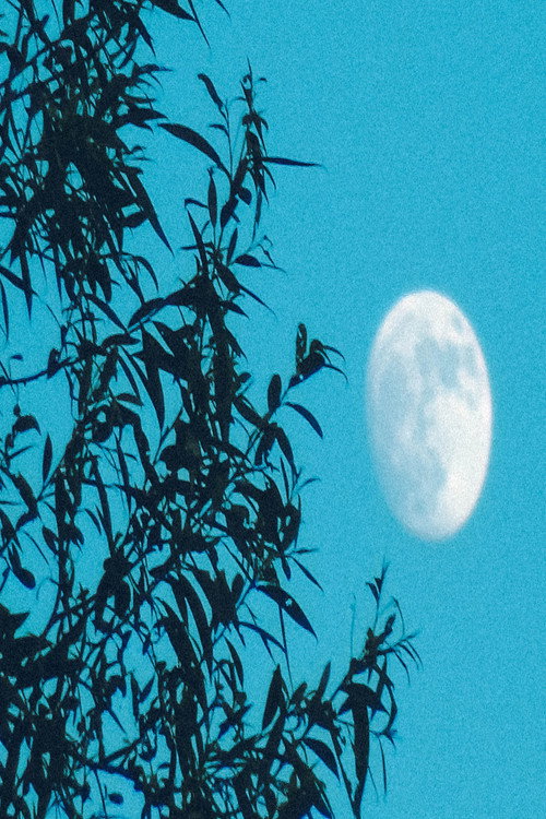Moongazer's Moonlight Reverie (2024) movie poster