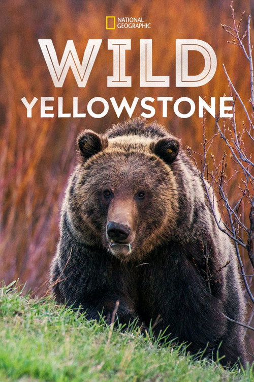 Wild Yellowstone (2015) TV show poster