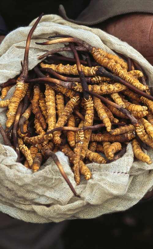 Yarsagumbu, l'or de l'Himalaya (2011) movie poster