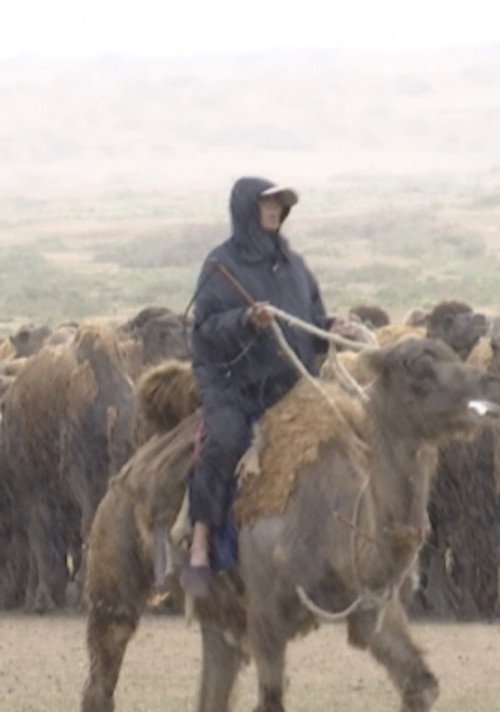 The Disappearing Camel Caravan (2017) movie poster